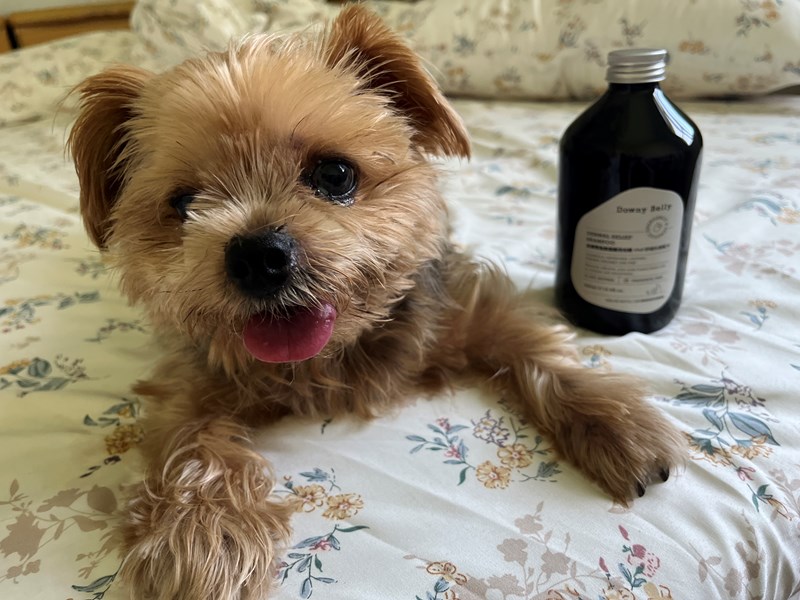 女人知己試用大隊,口碑行銷,部落客行銷,Downy Belly毛肚子,Downy Belly 保濕滋養胺基酸洗毛精,紅球薑淨膚配方,Downy Belly 保濕滋養胺基酸洗毛精-紅球薑淨膚配方,洗品天生防禦力，皮膚天生就很強,除了洗乾淨，其他的真的先不用,胺基酸清潔因子,好的界面活性劑，才能好洗,好沖淨,不易殘留,適量的細緻泡泡,狗貓皆適用,加拿大毒物學家安全把關,100%環保回收料再製瓶器,零廢棄為目標,低敏洗毛精,寵物訓練師好評,Downy Belly毛肚子,Downy Belly 皮膚救急胺基酸洗毛精,IPMP舒緩配方,Downy Belly 皮膚救急胺基酸洗毛精-IPMP舒緩配方,洗品天生防禦力,皮膚天生就很強,除了洗乾淨,其他的真的先不用,胺基酸清潔因子,APG+胺基酸清潔因子,IPMP高安全的成分,好的界面活性劑,才能好洗、好沖淨、不易殘留,適量的細緻泡泡,狗貓皆適用,加拿大毒物學家安全把關,100%環保回收料再製瓶器,零廢棄為目標,低敏洗毛精,寵物訓練師好評